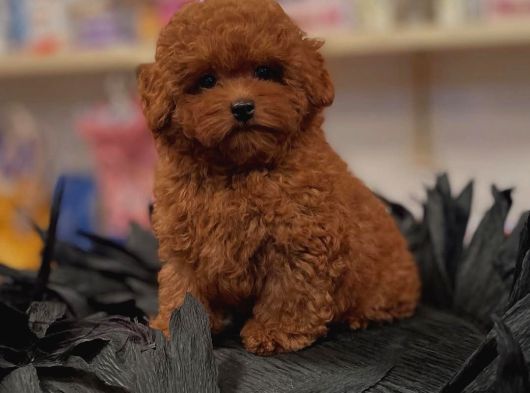 Efsane Toy Poodle Yavrulari görsel