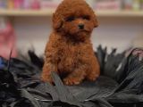 Efsane Toy Poodle Yavrulari