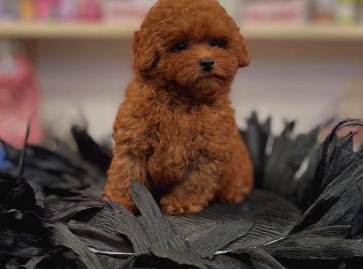 Efsane Toy Poodle Yavrulari görsel