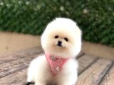 Ayı surat mini Pomeranıan boo
