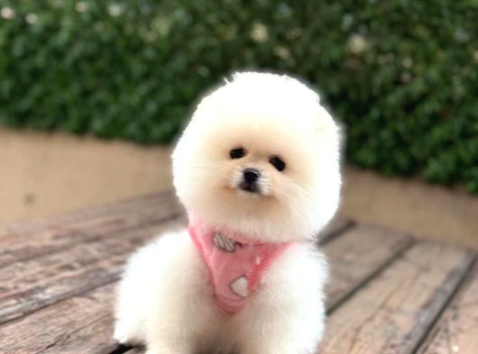 Ayı Surat Mini Pomeranıan Boo