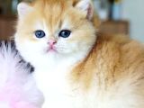 Pofuduk Sürat Golden British Shorthair