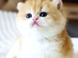 Pofuduk Sürat Golden British Shorthair