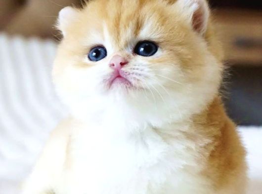Pofuduk Sürat Golden British Shorthair görsel