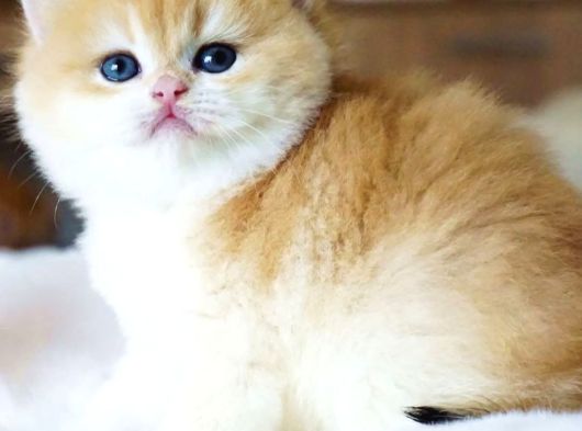 Pofuduk Sürat Golden British Shorthair görsel