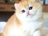 Pofuduk Sürat Golden British Shorthair