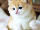 Pofuduk Sürat Golden British Shorthair