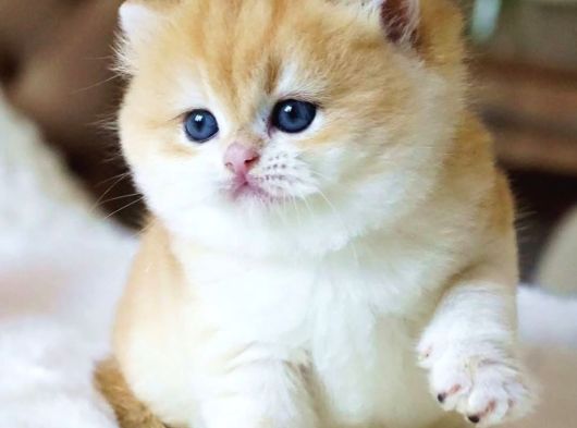 Pofuduk Sürat Golden British Shorthair görsel
