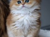 İpeksi Tüylü Golden British Longhair