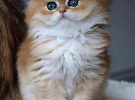İpeksi Tüylü Golden British Longhair görsel