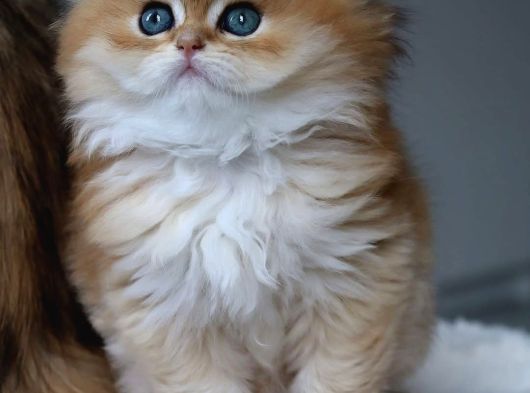 İpeksi tüylü Golden British Longhair