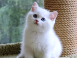 Saf Beyaz British Shorthair