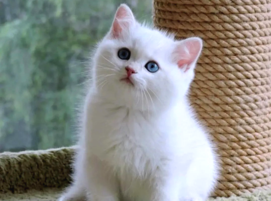 Saf Beyaz British Shorthair
