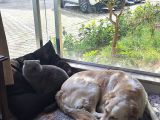 Gerçek Bir Hayat Arkadaşı Arayanlara Çok Uyumlu Bir Köpek