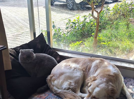 Gerçek Bir Hayat Arkadaşı Arayanlara Çok Uyumlu Bir Köpek görsel