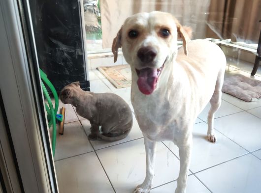 Gerçek Bir Hayat Arkadaşı Arayanlara Çok Uyumlu Bir Köpek görsel