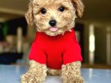 Mağazamızdan ufak boy dişi ve erkek maltipoo yavrularımız