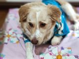 Gerçek Bir Hayat Arkadaşı Arayanlara Çok Uyumlu Bir Köpek