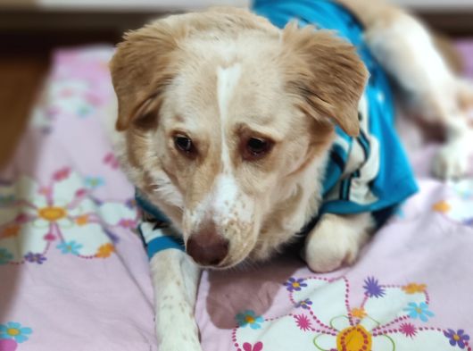 Gerçek Bir Hayat Arkadaşı Arayanlara Çok Uyumlu Bir Köpek