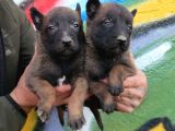 Hırs Küpü Belçika Malinois