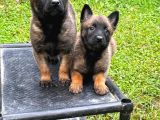 Hırs Küpü Belçika Malinois