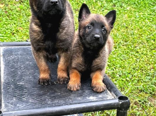 Hırs Küpü Belçika Malinois görsel