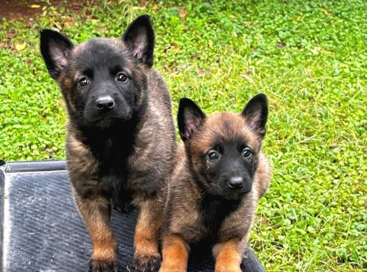 Hırs Küpü Belçika Malinois görsel