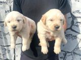 Üst Kalite Baby Golden