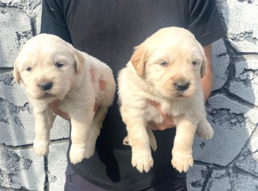 Üst Kalite Baby Golden görsel