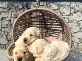 Üst Kalite Baby Golden
