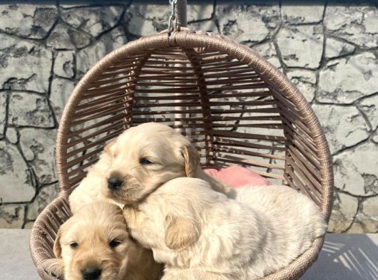 Üst Kalite Baby Golden görsel