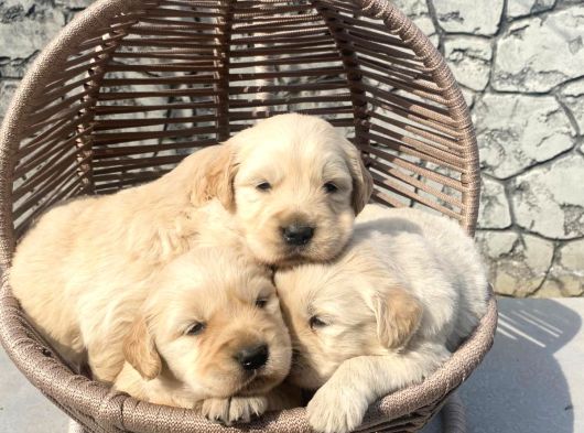Üst Kalite Baby Golden