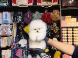 Pomerri̇an Boo Sevi̇mli̇ Yavrular