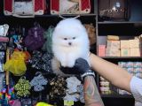 Pomerri̇an Boo Sevi̇mli̇ Yavrular