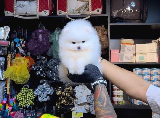 Pomerri̇an Boo Sevi̇mli̇ Yavrular görsel