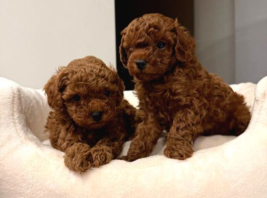 Toy Poodle Sevi̇mli̇ Yavrular Ev Üreti̇mi̇ görsel