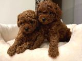 TOY POODLE SEVİMLİ YAVRULAR EV ÜRETİMİ