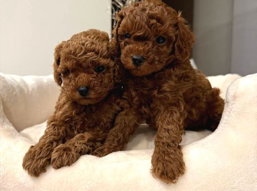 Toy Poodle Sevi̇mli̇ Yavrular Ev Üreti̇mi̇