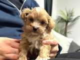 MALTİPOO CİNSİ YAVRULAR EV ÜRETİMİ
