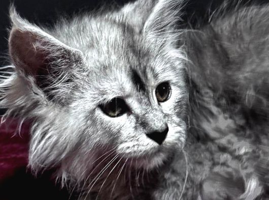 Tüm Dünyaya Referansımızla Maine Coon