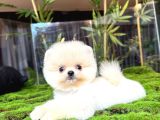 Pomeranianboo Ayıcık Yüz