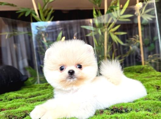 Pomeranianboo Ayıcık Yüz görsel