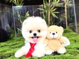 Pomeranianboo Ayıcık Yüz