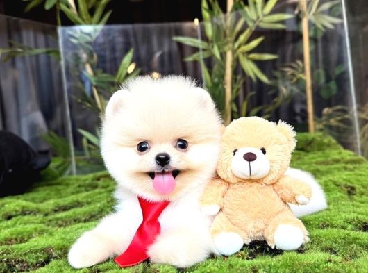 Pomeranianboo Ayıcık Yüz görsel