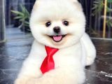 Pomeranianboo Ayıcık Yüz