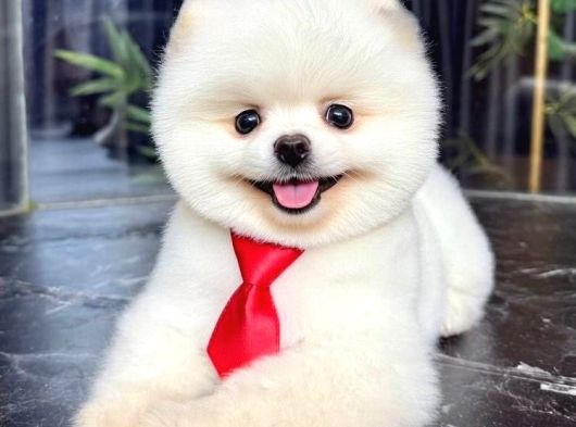Pomeranianboo Ayıcık Yüz görsel