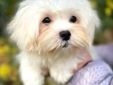 Maltese Disi Yavrular