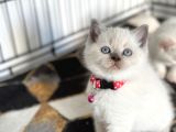 A kalite britiş yavrularımız yeni yuvasını arıyor