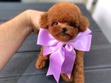 Tuvalet eğitimli toy poodle