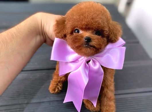 Tuvalet Eğitimli Toy Poodle